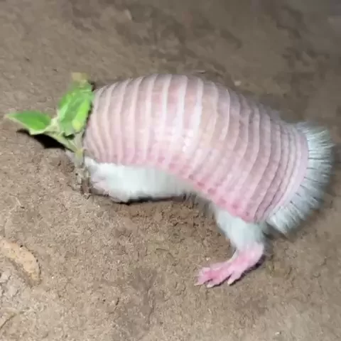 WhatsApp-Video-2026-02-26-at-10.01.49-AM