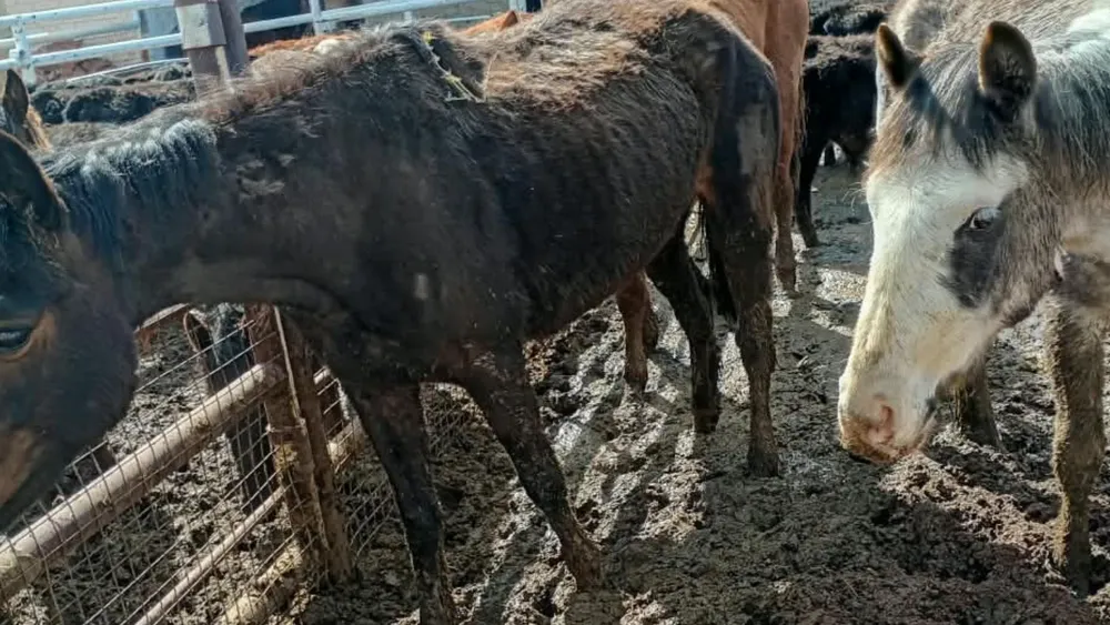 caballos malargue