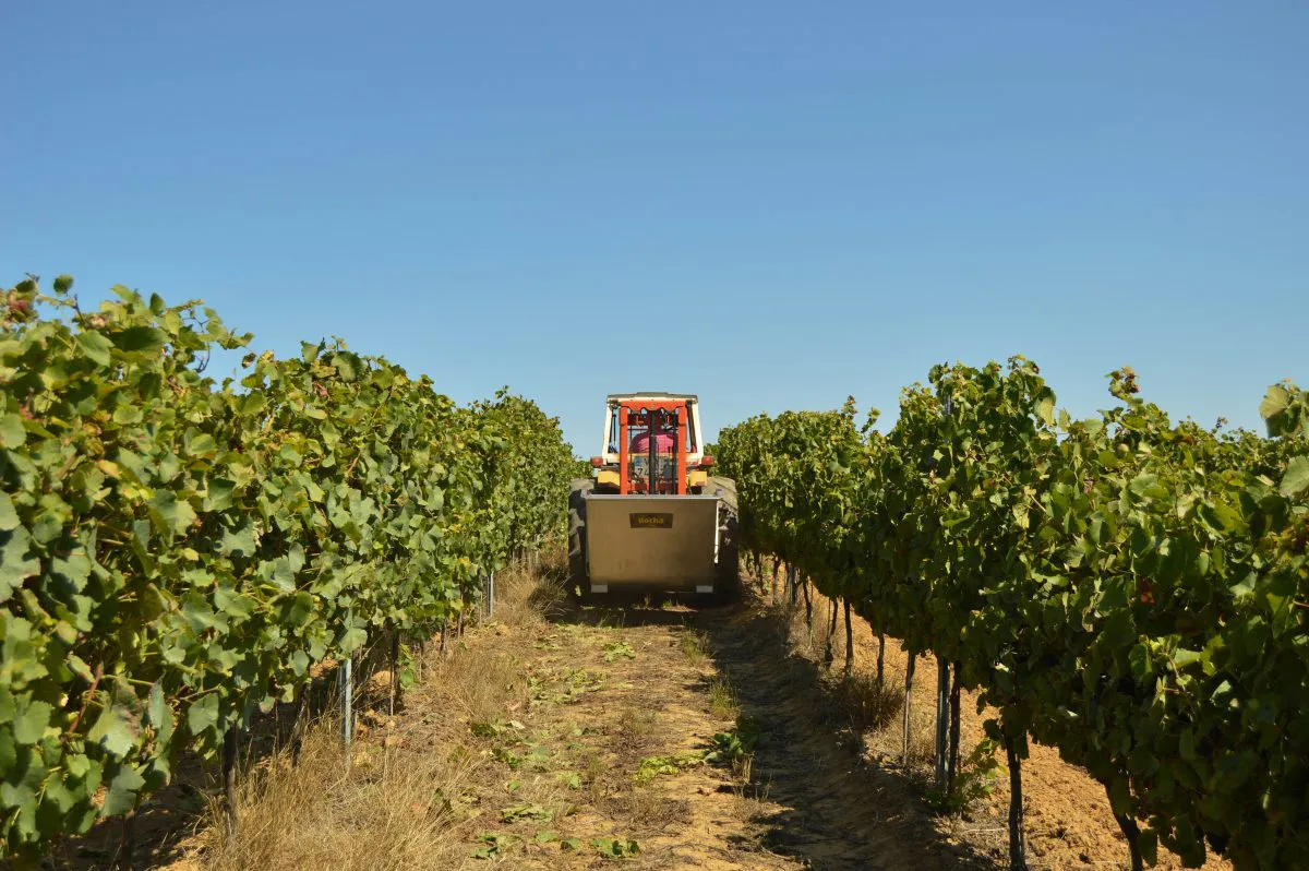 cosecha de uva