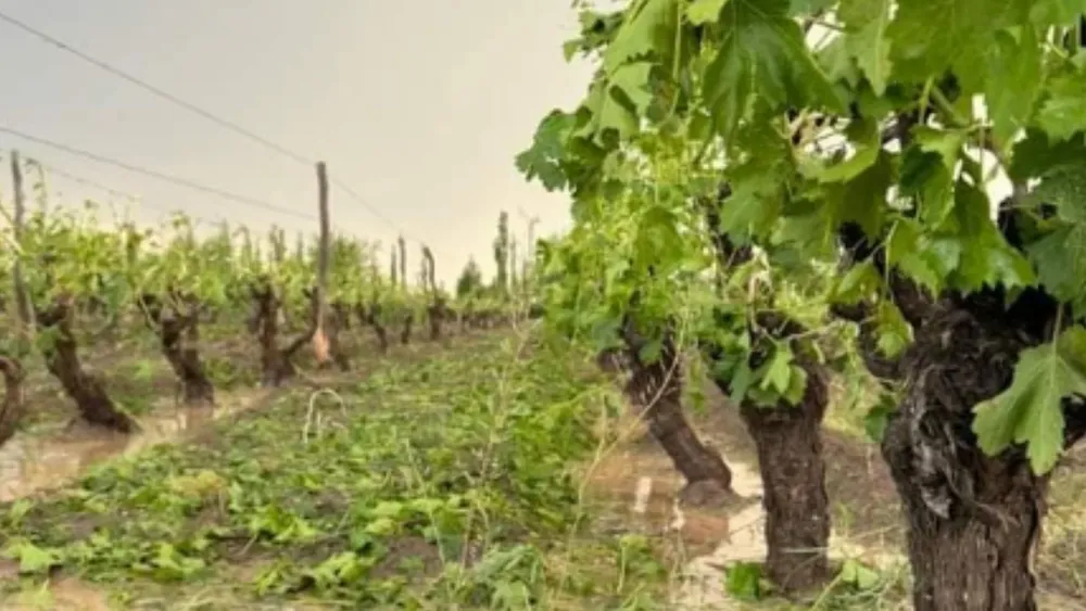 viñedos