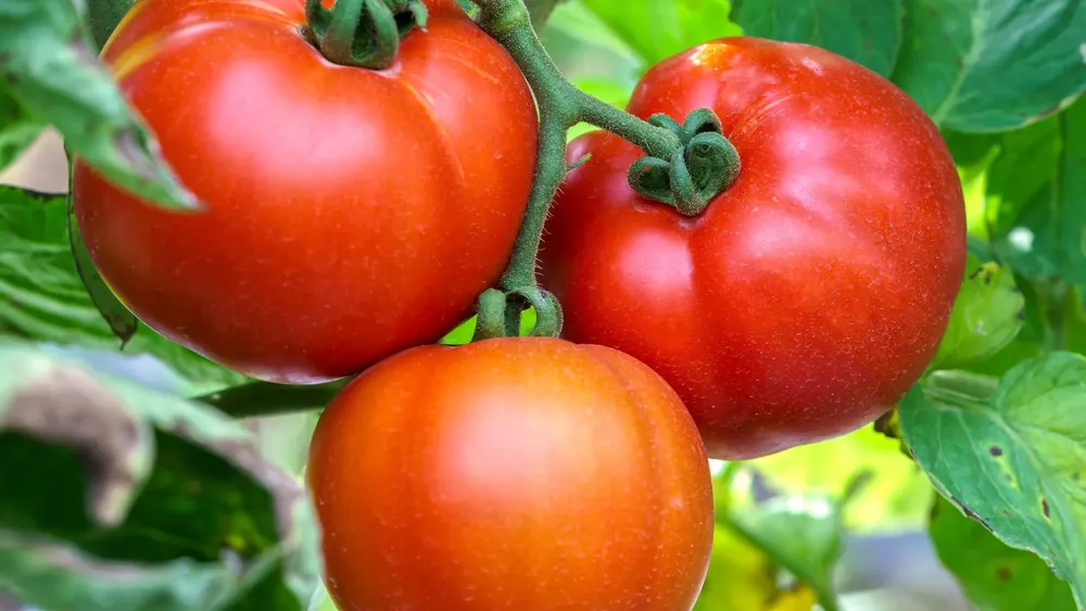 tomate