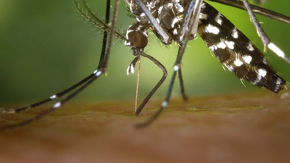DENGUE