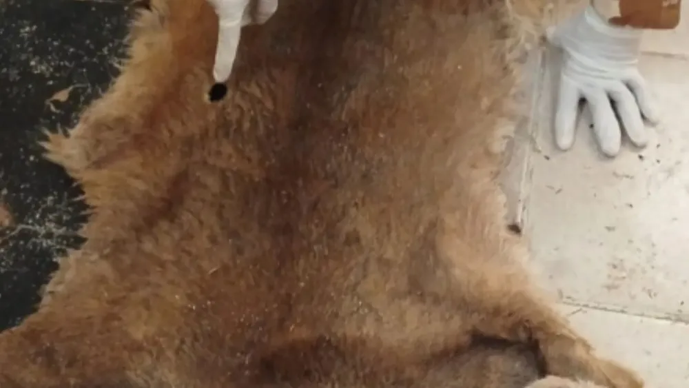 Feliz Nochebuena (39)