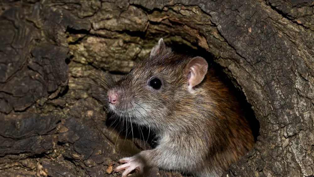 raton
