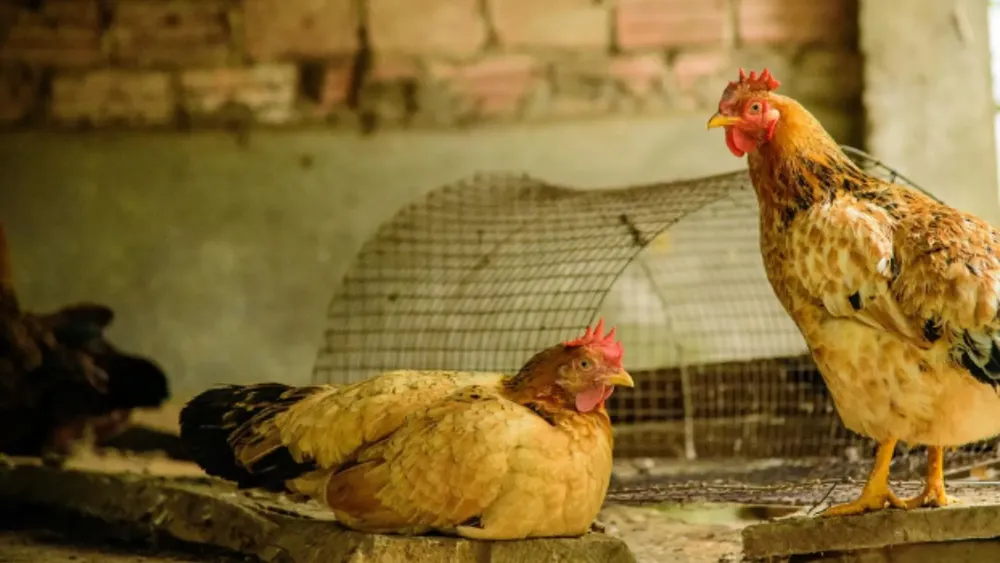 gallinas
