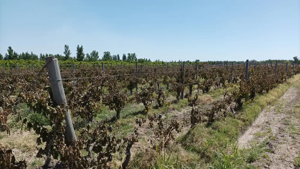 WhatsApp Image 2025-10-03 at 8.11.34 AM